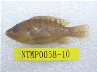 藏品(吉利慈鯛)的圖片